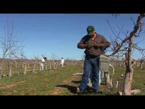 Grafting Season 2018 - day 26 - How to do BARK GRAFTING