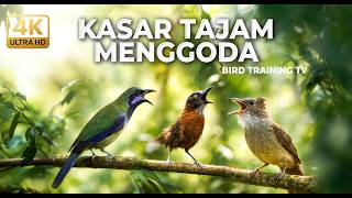 Download lagu 🔴 Live Termewah Saat Ini Cucak Cungkok Gacor Isian Kunti Walang vs Jenggot Greja vs Tepus Kepala Abu mp3
