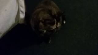 Pre-update Update and some weirdness