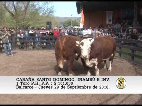 29-09-16 Venta de Toros P.P. - Cabaña Santo Domingo, Inambù e Invitados - Balcarce.