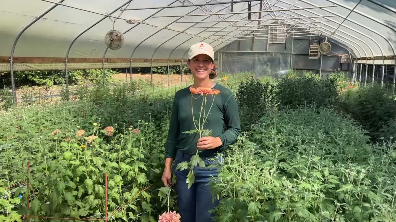 Disbudding Heirloom Mum