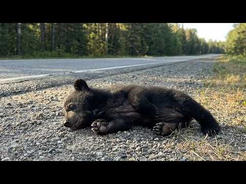 Saving a Tiny Black Bear Cub  - A Journey Back to the Wild