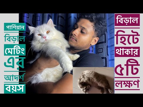 Cat Heat cycle and Ideal age of Persian cat matting | Persian Cat Matting | Persian Cat Heat I Mate