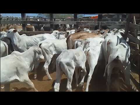 PREÇO DO GADO NA FEIRA DE ANIMAIS EM TABIRA PE 