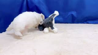 ビションフリーゼの動画01