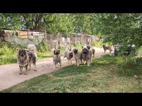 Od Babam Bitola odgleduvacnica za sarplaninci