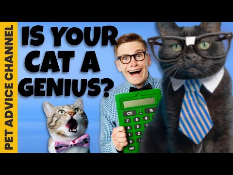 How to tell if a cat is smart - 5 ways - YouTube