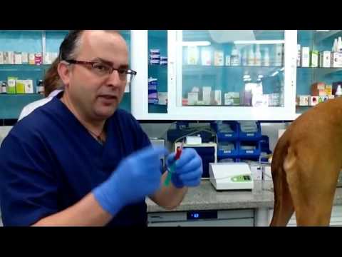 Auto hemoterapia Menor