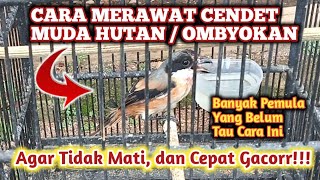 Download lagu Cara Merawat Cendet Muda Hutan Agar Cepat Bunyi, Cara Merawat Cendet Cepat Gacor, Cendet Ombyokan mp3 Download lagu Cara Merawat Cendet Muda Hutan Agar Cepat Bunyi, Cara Merawat Cendet Cepat Gacor, Cendet Ombyokan mp3