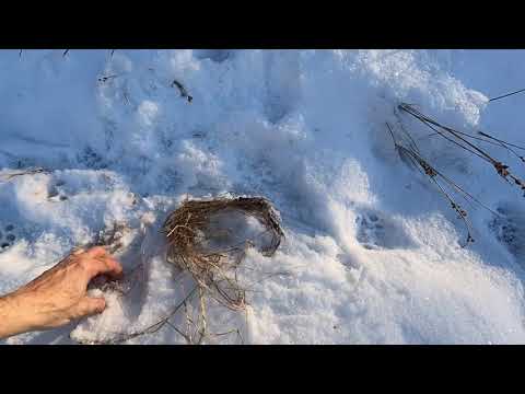 Play YouTube Video