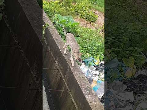 Cat🐈😻 Original Voice👌#minivlog #vlog #odisha #pranati #dailyshorts #shorts #lifestyle #dailyvlog #yt