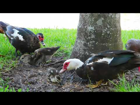 Muscovy Duckling #7 | Eating with another baby Muscovy / Patito Criollo # 7 con otro patito Criollo
