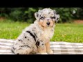 Aussiedoodle dogs for sale: Addie Standard Sized - Video 1