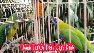Download lagu Thanh Tước Đấu Cực Đỉnh/ Thanh Tước Trung Quốc/ Tiếng Thanh Tước mp3