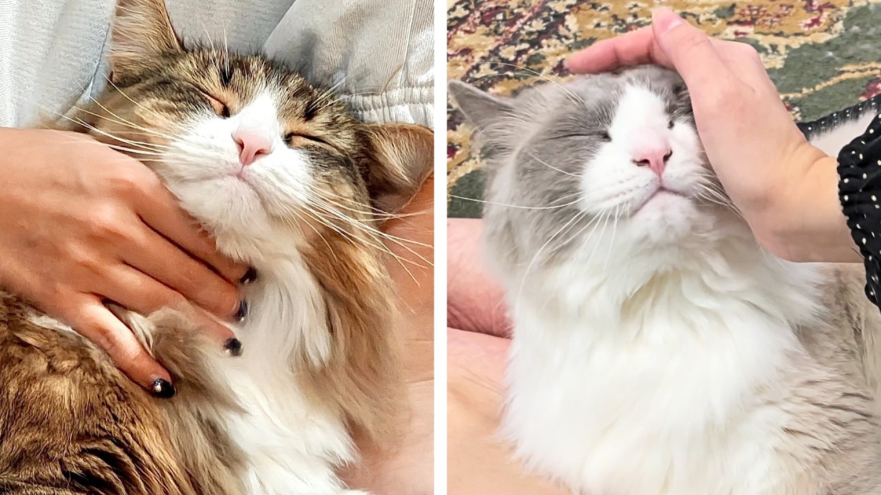 ノルウェージャンとラグドールの甘え方が違いすぎる