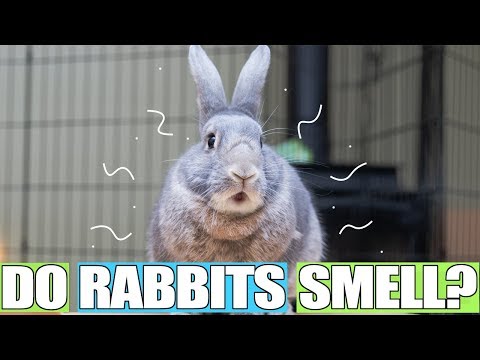 download lagu mp3 mp4 Do Rabbits Smell, download lagu Do Rabbits Smell gratis, unduh video klip Do Rabbits Smell