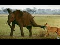 Tembo the elephant saves his baby brother's life | Serengeti - Narrated by John Boyega