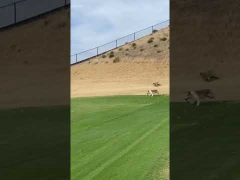 Mountain lion chase near a driving range thumbnail