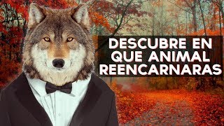Que animal serás en tu próxima vida? Descubre en qué animal te reencarnarás tu próxima vida con este divertido test! ↠↠ ¡No te olvides de suscribirte para no ...