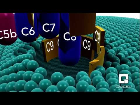 Complement System – An Introduction - YouTube