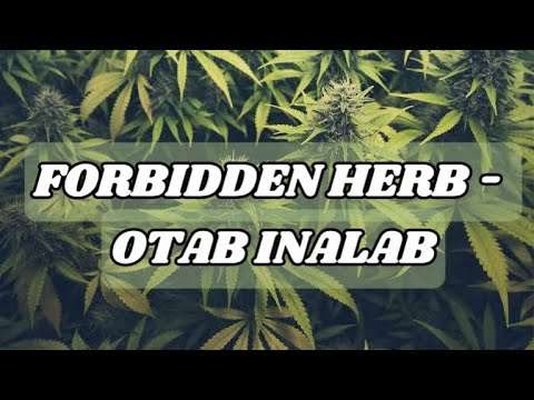 Otab Inalab - Forbidden Herb (Official Lyric Video)