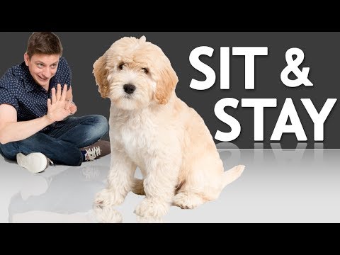 YouTube video about: Can you dog sit in an apartment?