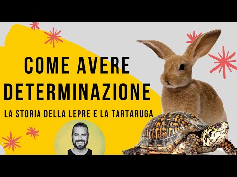Come Avere Determinazione - la storia della lepre e della tartaruga