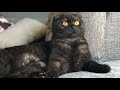 Scottish Fold Cat Kitten | Cute Cat Meowing