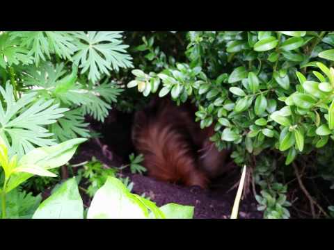 Siriellas - Tibetan Spaniel - Dog digging deep