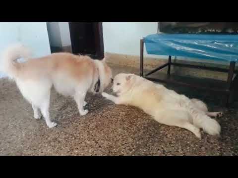 ❤Love nd care🤩 # Dog love💞💕