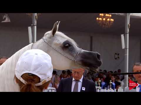N.77 NOFT AL NAYFAT - Menton 2018 - 4-6 Years Old Mares (Class 4)
