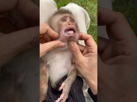 Susu has a lot of poisonous seeds in her mouth; I'm worried she'll swallow them.😓