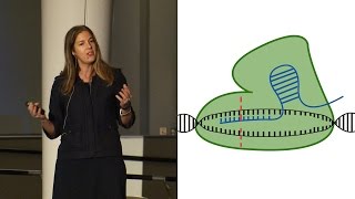 Modifying Mosquitoes with CRISPR - AMNH SciCafe
