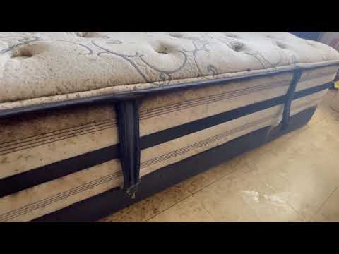 A Bad Bed Bug Infestation Throughout the Apartment in Dayton, NJ