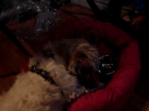 Sashimi Gone Wild :)