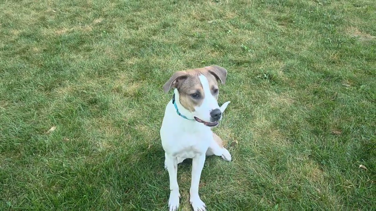 Enlarge Toby, a Adoptable Mixed Breed in Madison, WI video 6/6