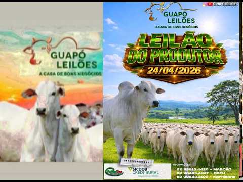 LEILÃO DE GADO EM GUAPÓ - GOIÁS 24/04/2026