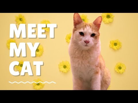 meet my cat