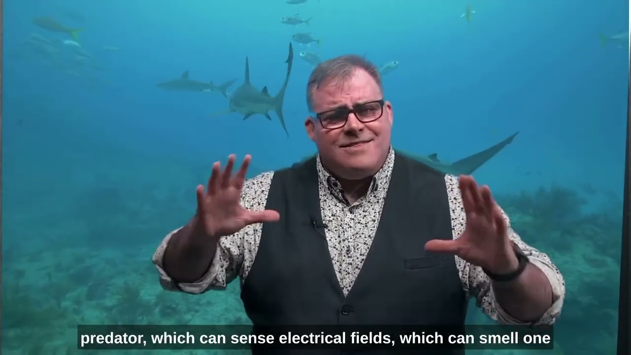 Sharks , Houdini . and You