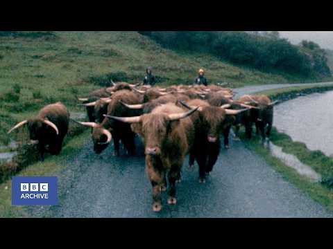 1981: Traditional 200 Mile HIGHLAND CATTLE DRIVE | Nationwide | Weird and Wonderful | BBC Archive