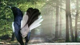 Download lagu Terapi pagi, pancingan kacer ngeplong ini cocok buat kacer bahan supaya cepat bunyi gacor! mp3 Download lagu Terapi pagi, pancingan kacer ngeplong ini cocok buat kacer bahan supaya cepat bunyi gacor! mp3