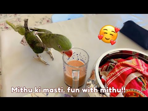 Mithu ki masti and fun with mithu. Yummy  chicken tandoori recipe!!