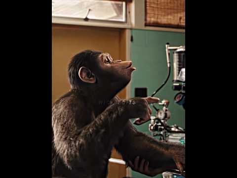Planet Des Singes Moment Drôle VF | #shorts