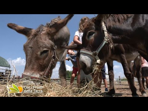 Una giornata alla Gaia Fattoria