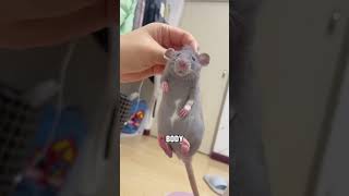 Download lagu Get yourself a Fancy Rat #animals #cute #funnypets #cutepets #foryou #facts mp3