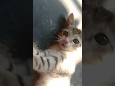 My Cat || Rajib And Cat