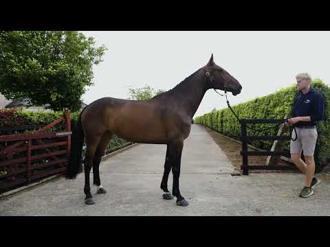 elamo eye candy trot up