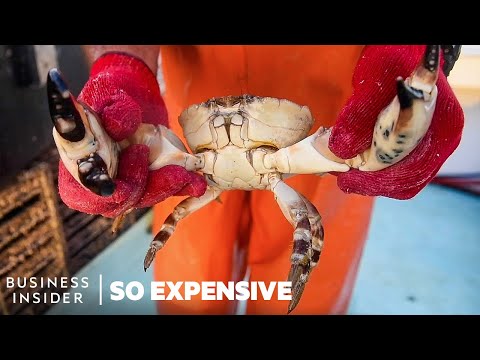 , title : 'Why Stone Crab Claws Are So Expensive | So Expensive'