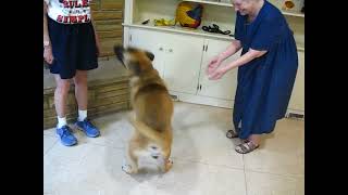 Video preview image #1 German Shepherd Dog-Mastiff Mix Puppy For Sale in Enfield, CT, USA