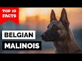 Belgian Malinois - Top 10 Facts
